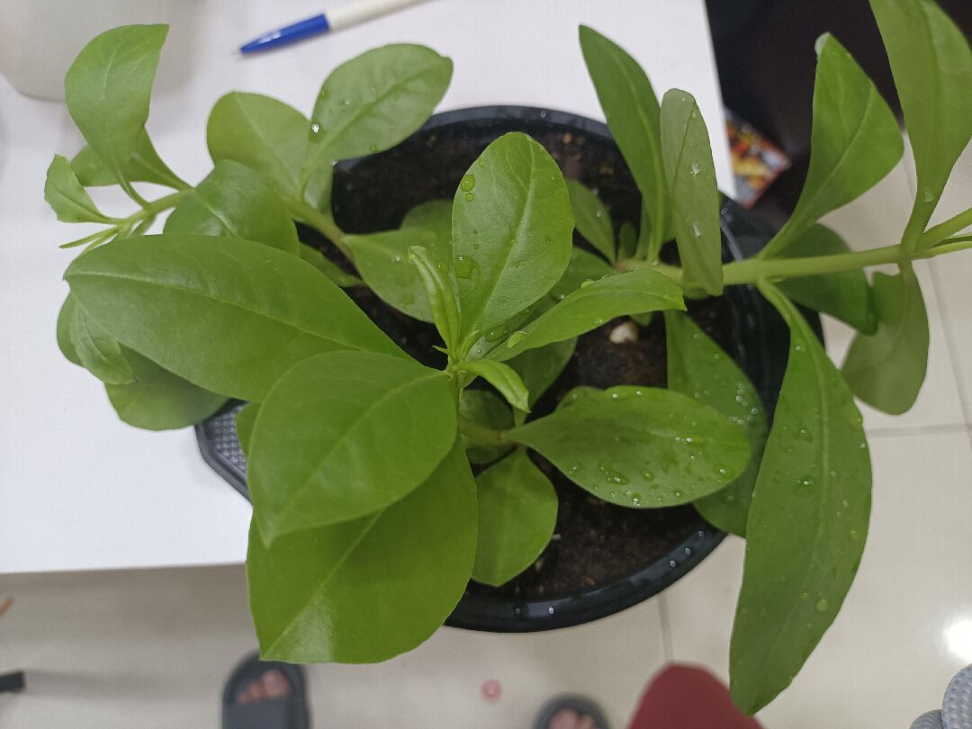 請問這是什麼植物？
