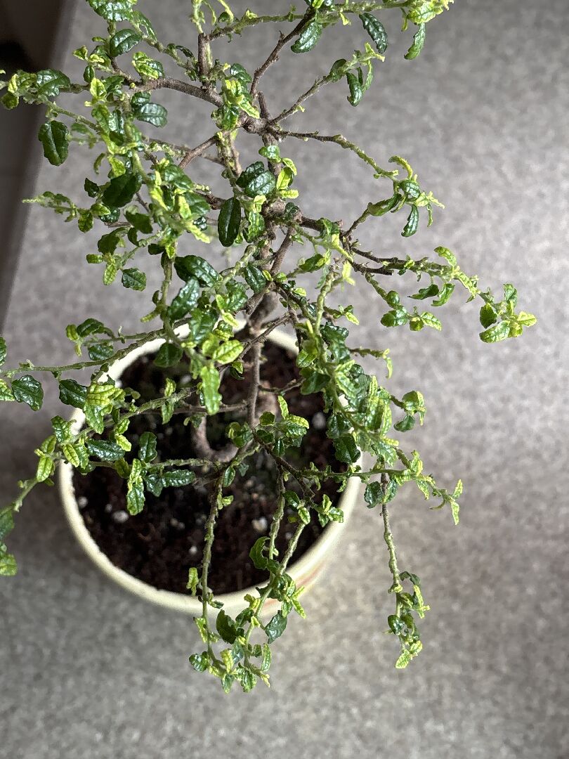 磯山椒/天皇梅的異常