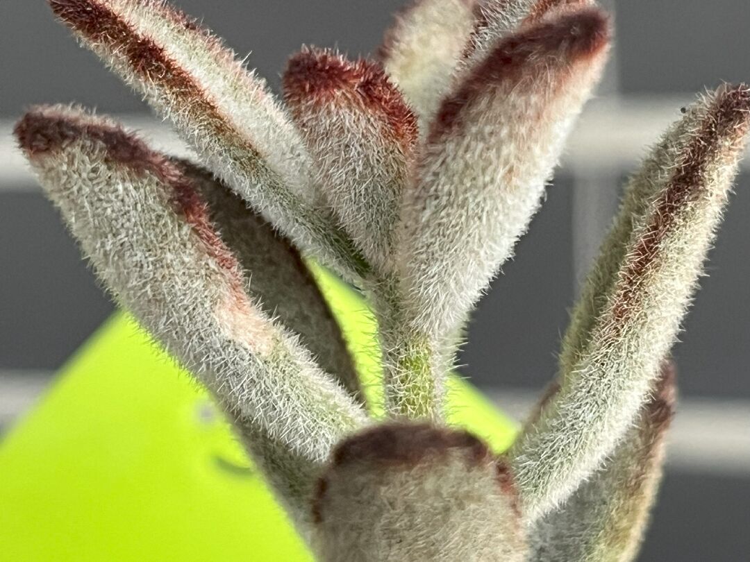 黑兔耳葉緣/葉面出現斑塊