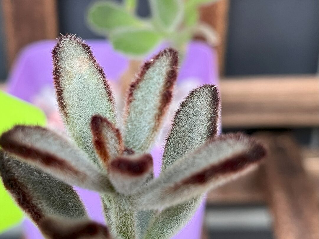 黑兔耳葉緣/葉面出現斑塊