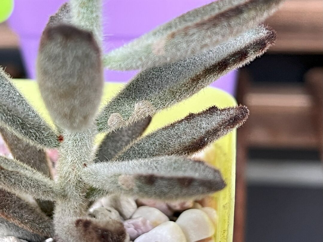 黑兔耳葉緣/葉面出現斑塊