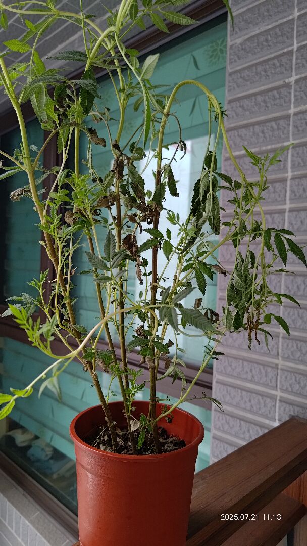 芳香萬壽菊