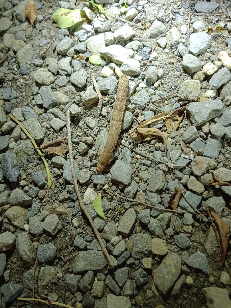 請問這是什麼的幼蟲