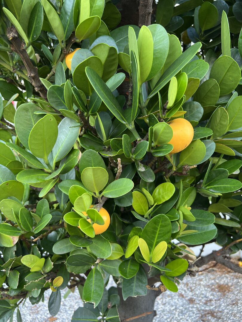 請問這個植物的名稱？