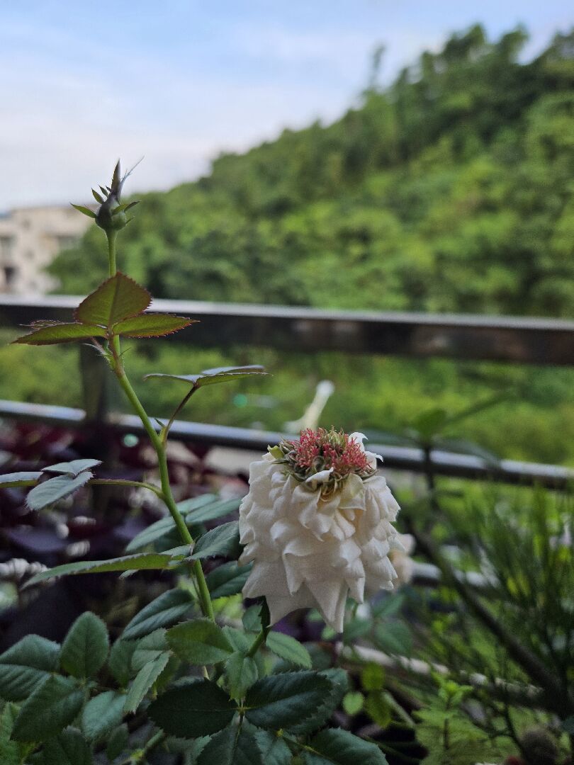 求解！玫瑰花的花蕊長得好奇怪