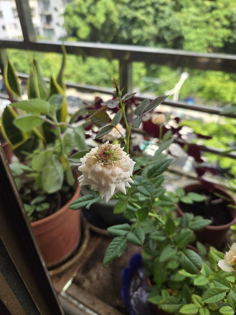 求解！玫瑰花的花蕊長得好奇怪