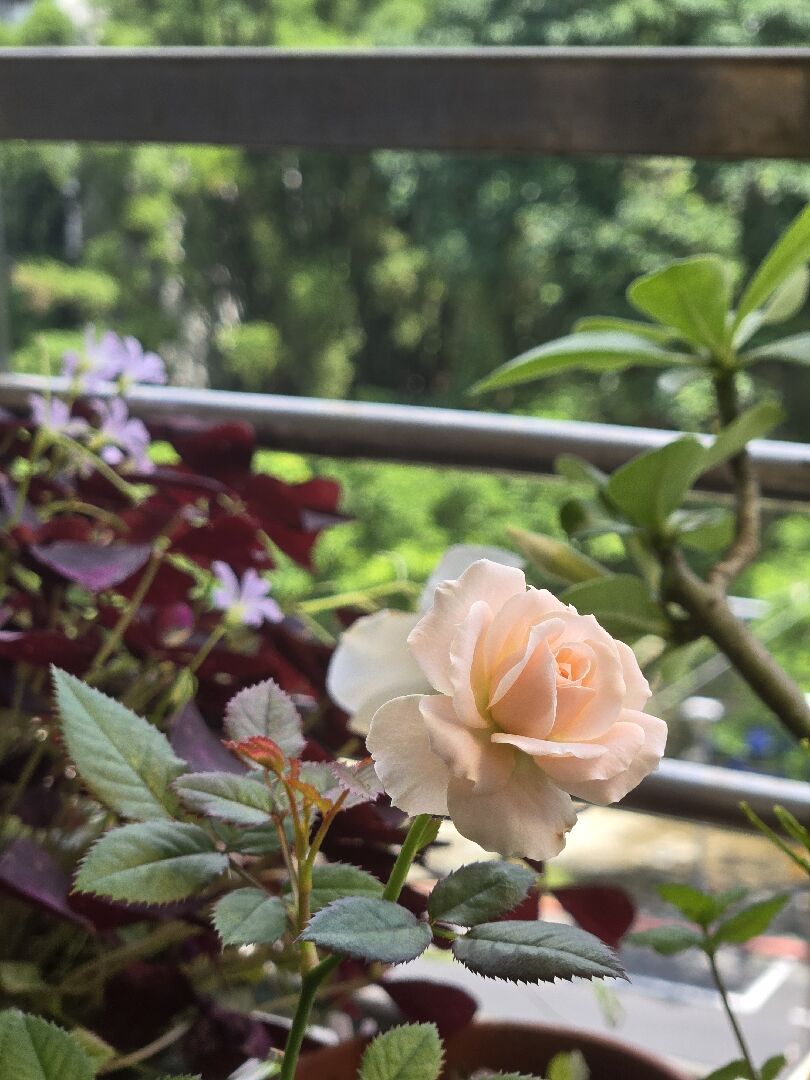 求解！玫瑰花的花蕊長得好奇怪