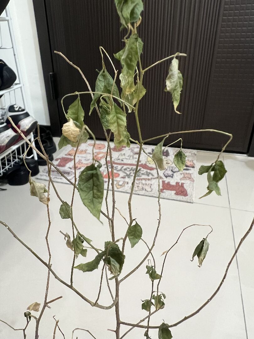 燈稱的健康狀況
