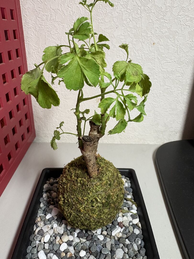 芹葉福祿桐乾枯補水後葉子軟爛