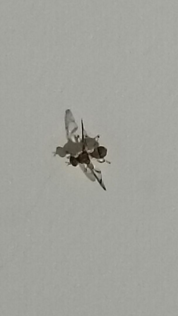 這是什麼蟲