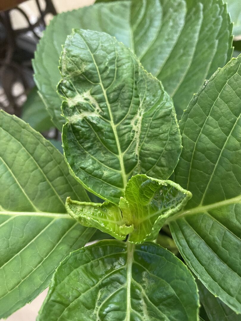 繡球花嫩葉疾病是什麼？