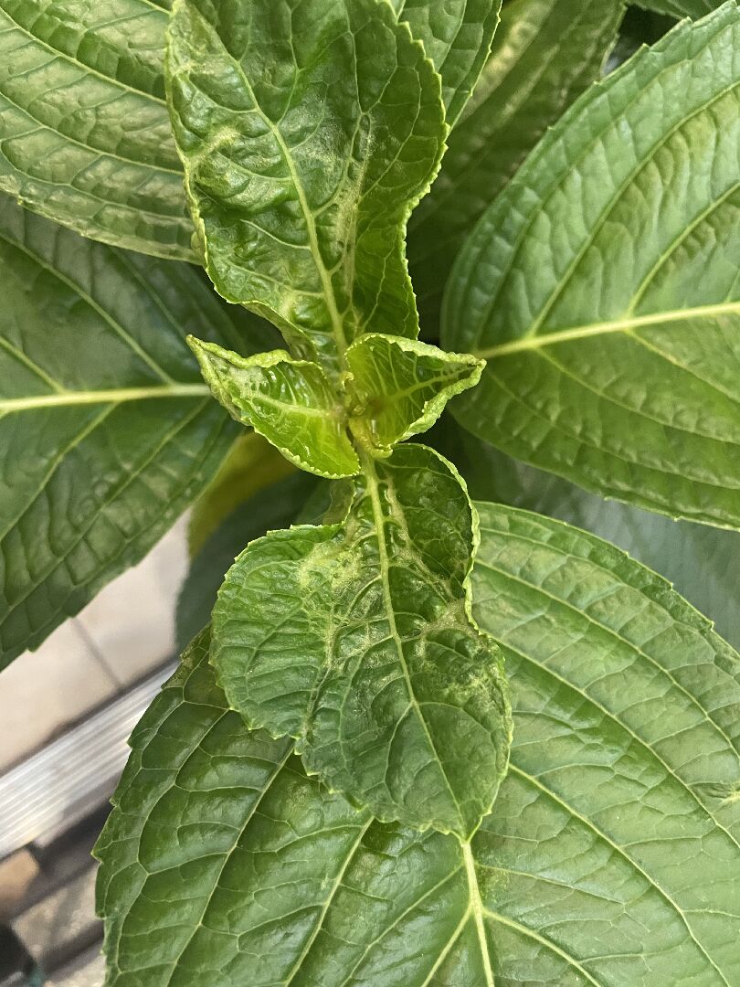 繡球花嫩葉疾病是什麼？
