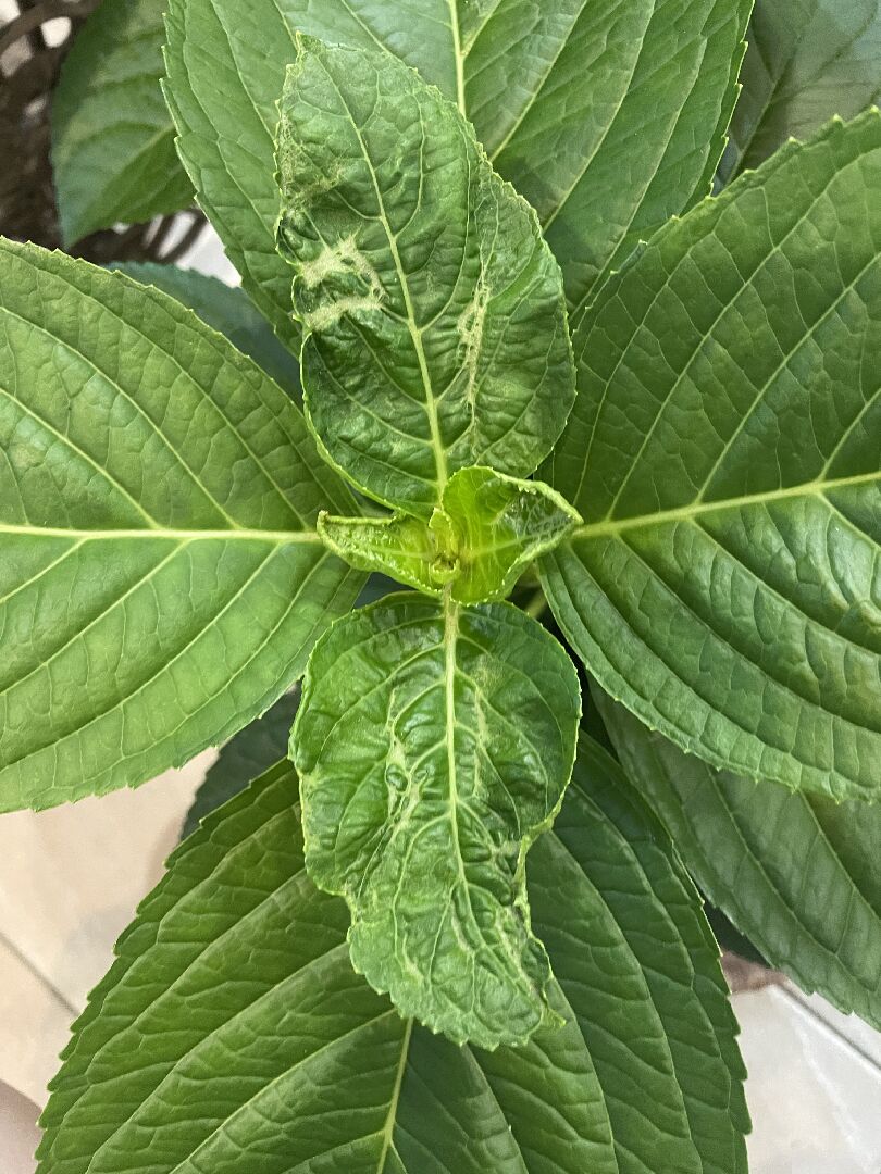 繡球花嫩葉疾病是什麼？