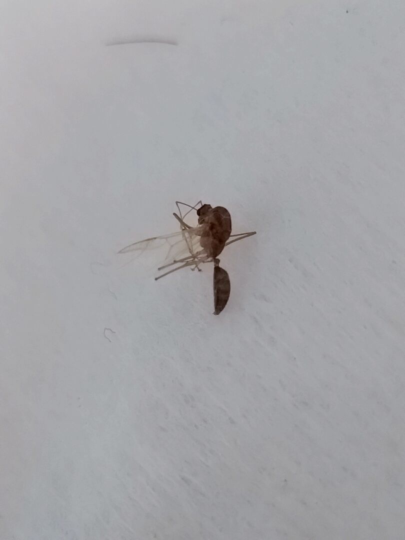 請問這是什麼蟲