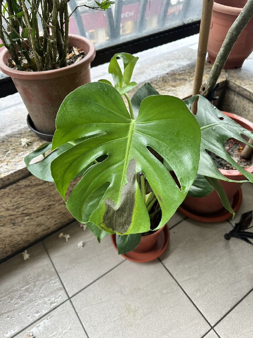 龜背芋葉片上黑黑的一片是什麼