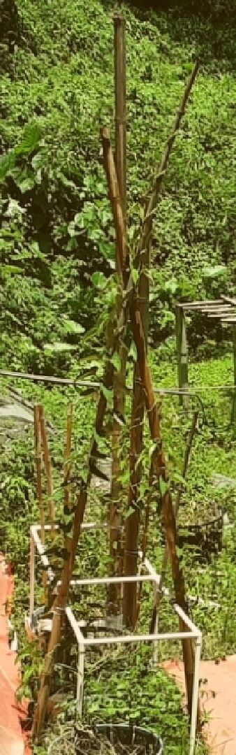 山藥種植請問