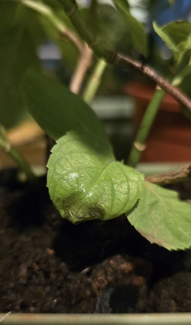 請問怎麼判斷繡球花爛葉的原因