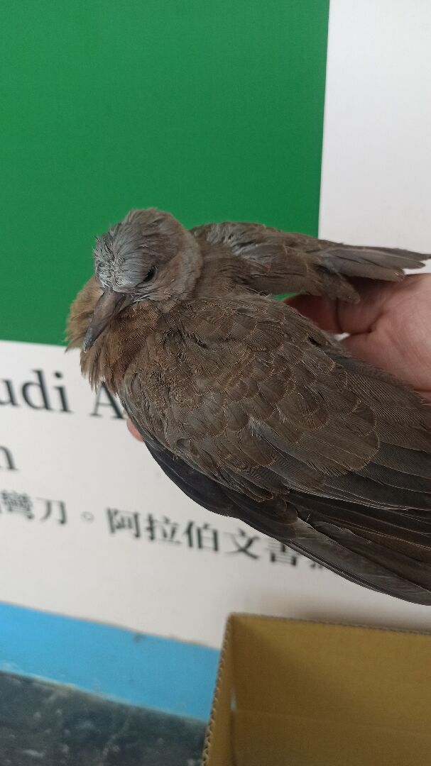這是什麼鳥？謝謝