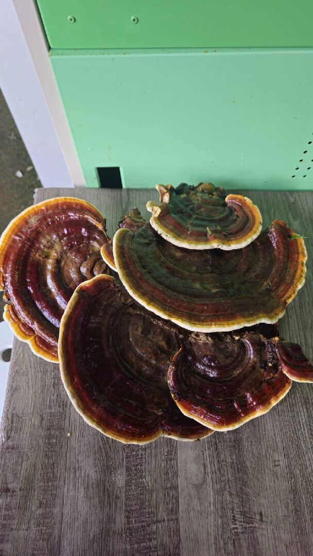 請問這是赤靈芝嗎?