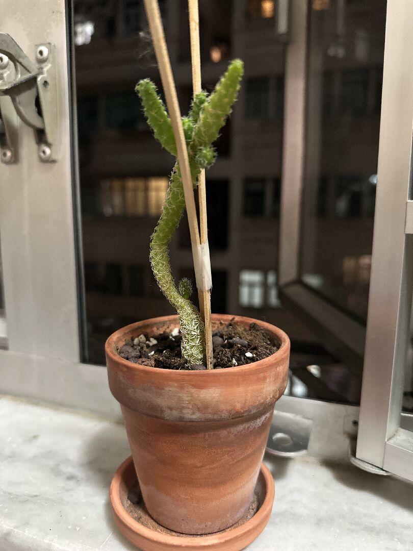 多肉植物照顧