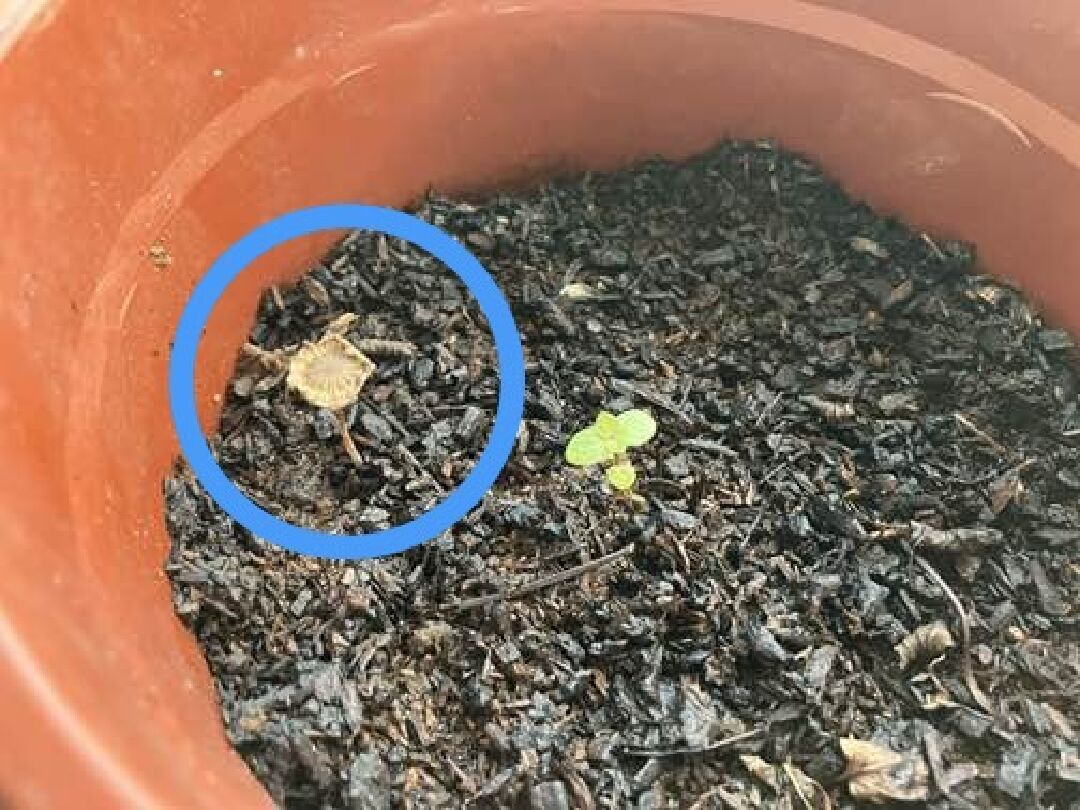 此不明菌菇為何？是否該移除或共生？