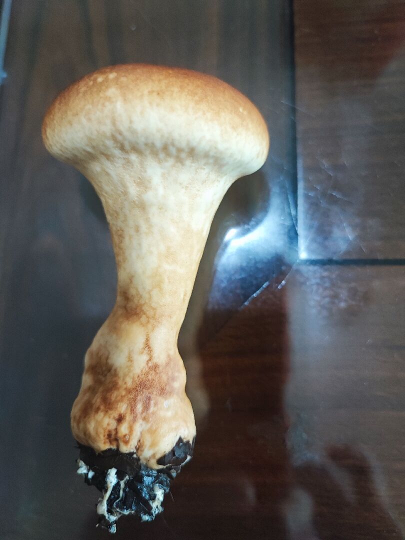 請問這是什麼菇，可以食用嗎