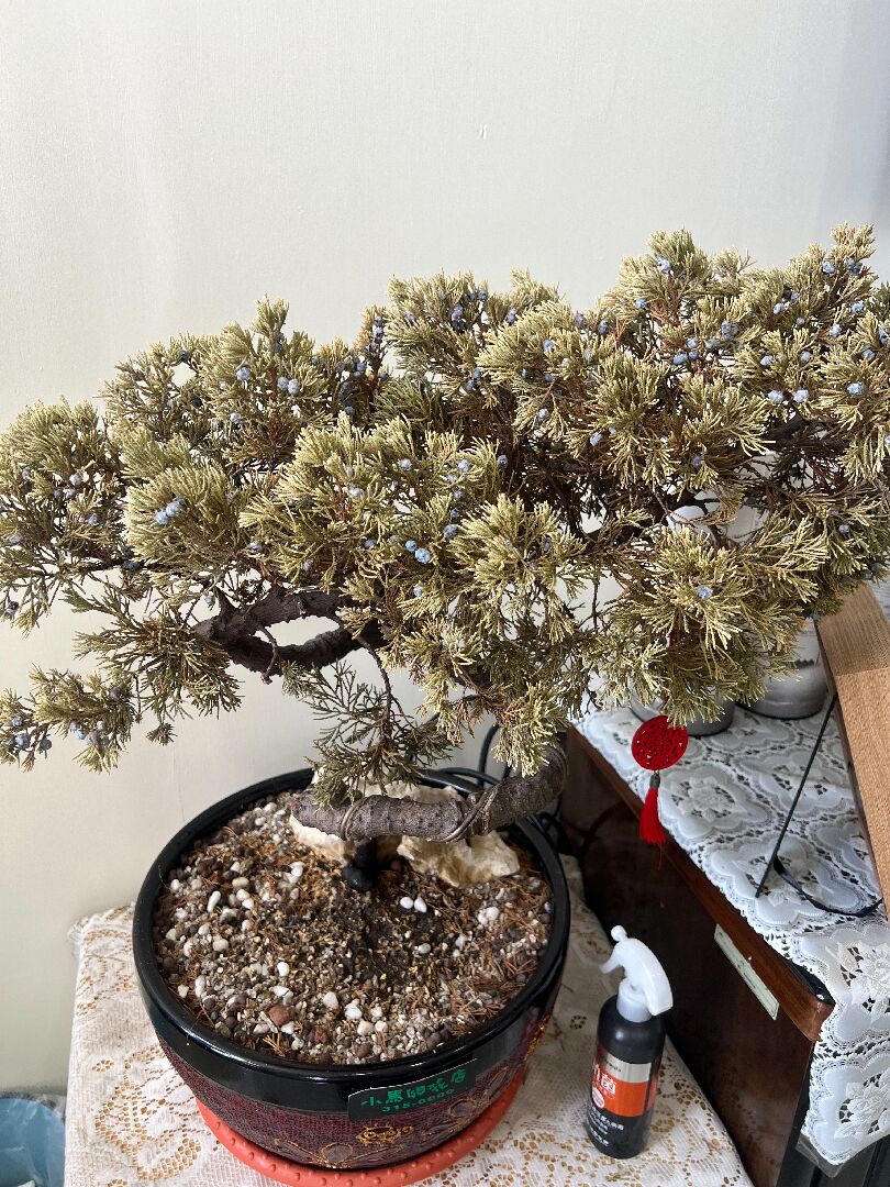 不確定是哪種柏樹，但最近葉子發黃