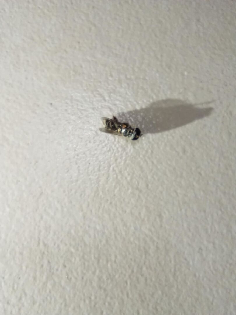 請問：這是什麼昆蟲？