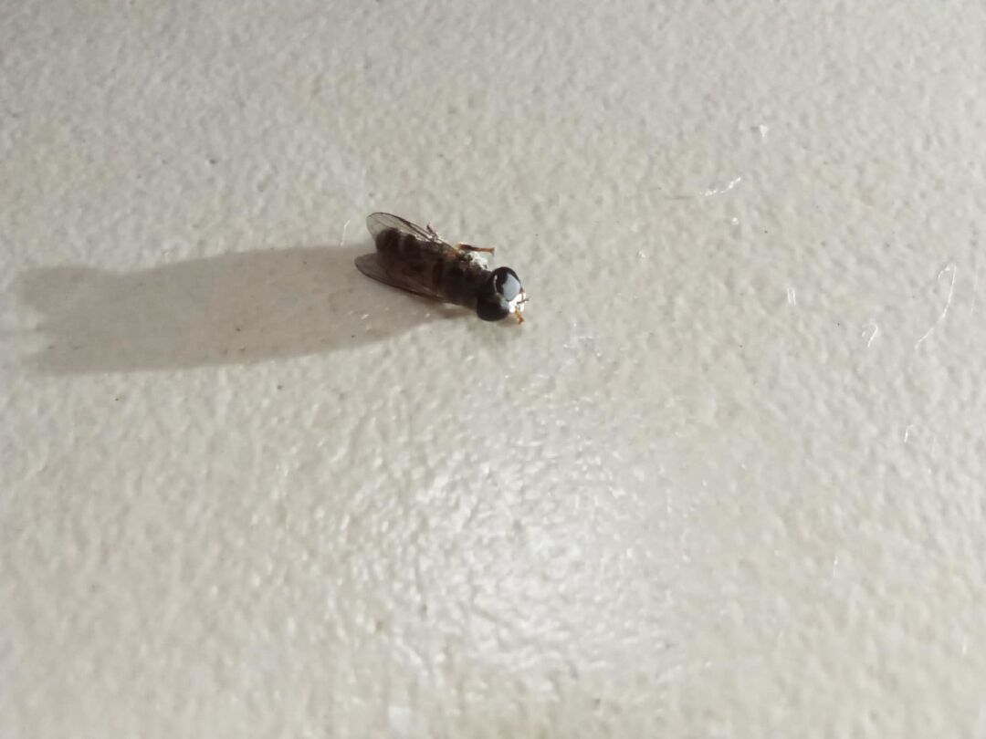 請問：這是什麼昆蟲？