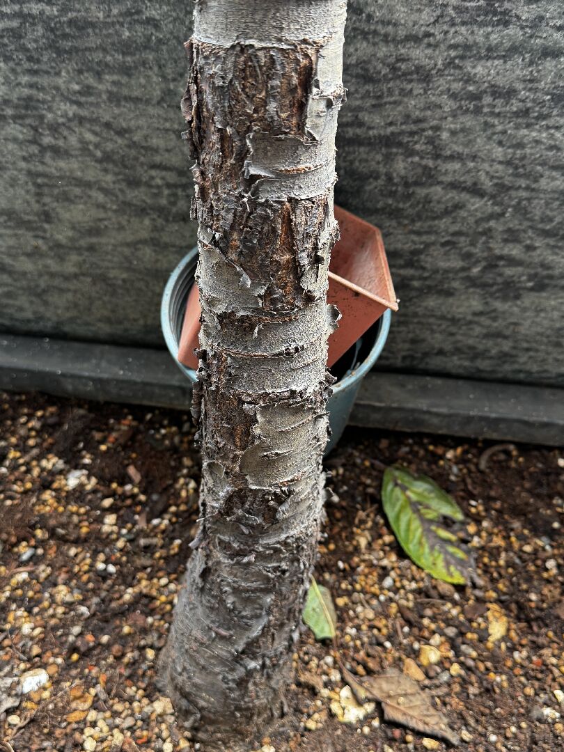 請問山櫻花樹樹皮爆裂與樹枝樹葉乾枯的問題