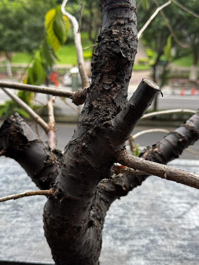 請問山櫻花樹樹皮爆裂與樹枝樹葉乾枯的問題
