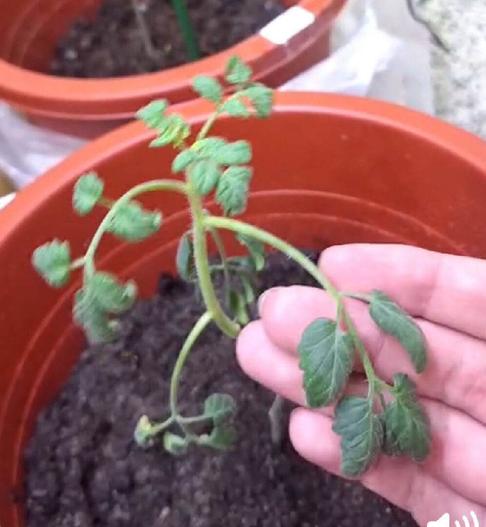 小蕃茄莖葉變軟下垂