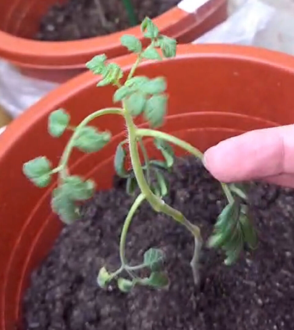 小蕃茄莖葉變軟下垂