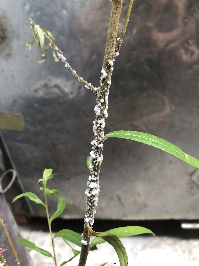 請問這是白粉病還是介殼蟲，如何處理？