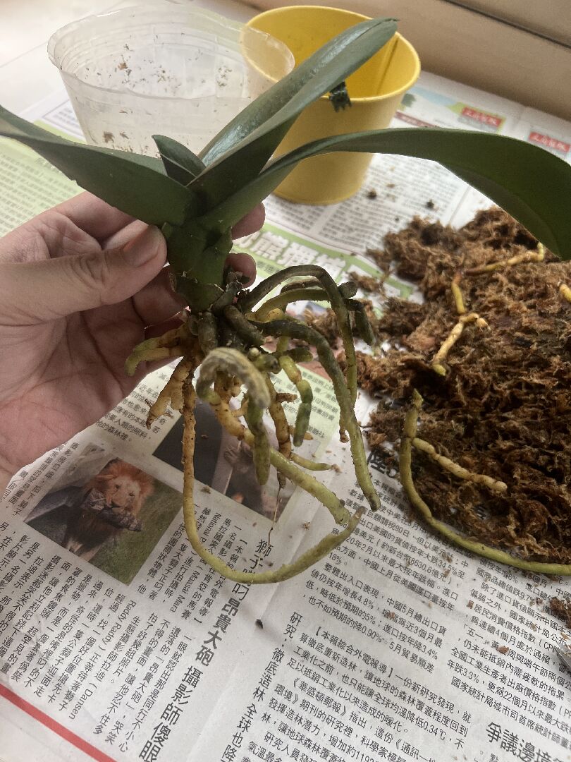 請問我該怎麼整理照顧這個蘭花呢？