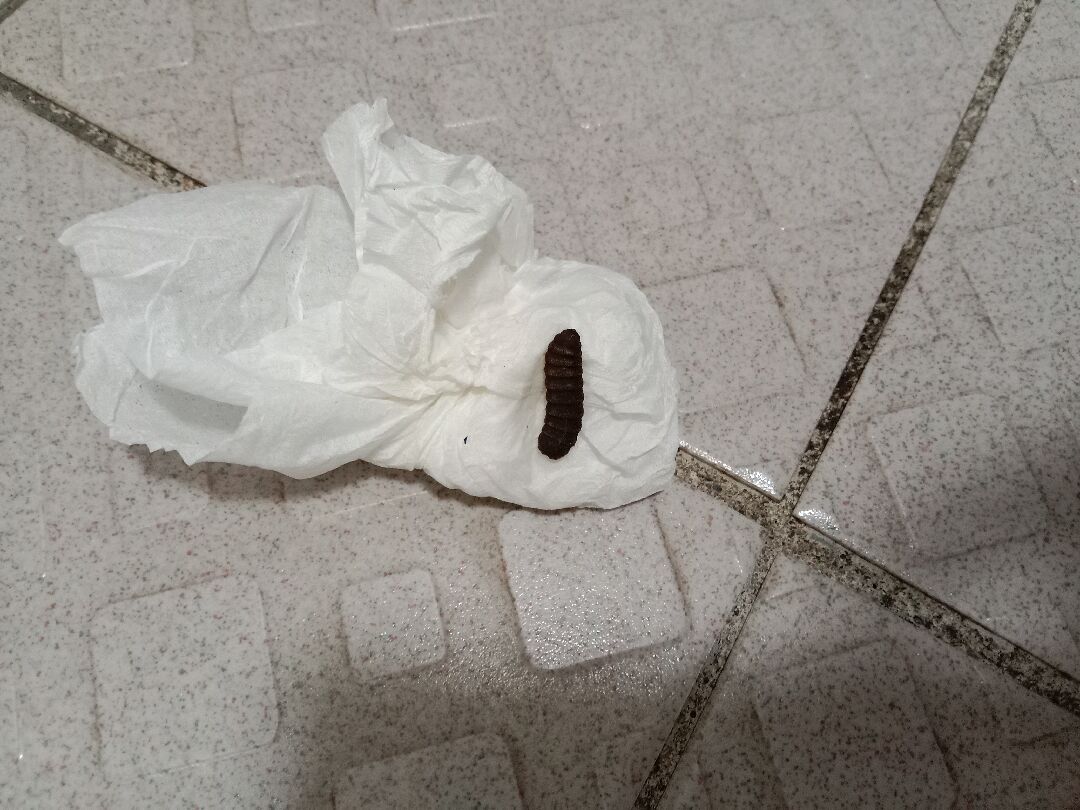 請問這是斜紋夜盜蛾的蛹嗎？