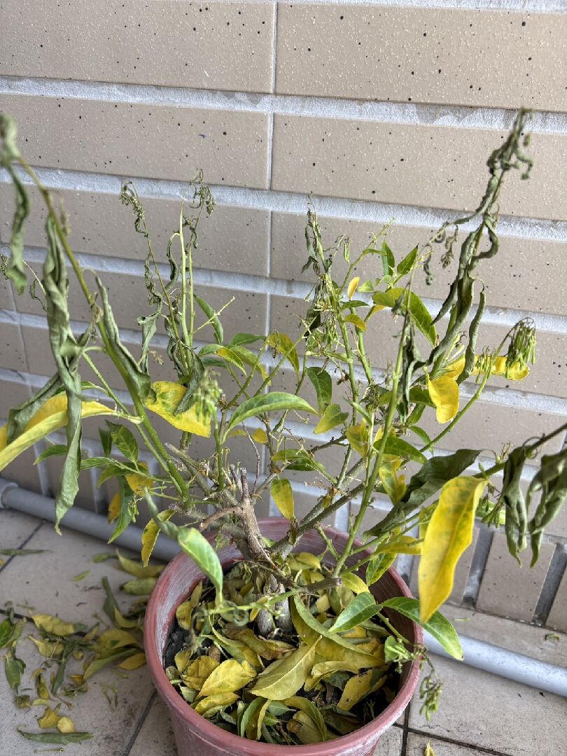 夜來香照顧