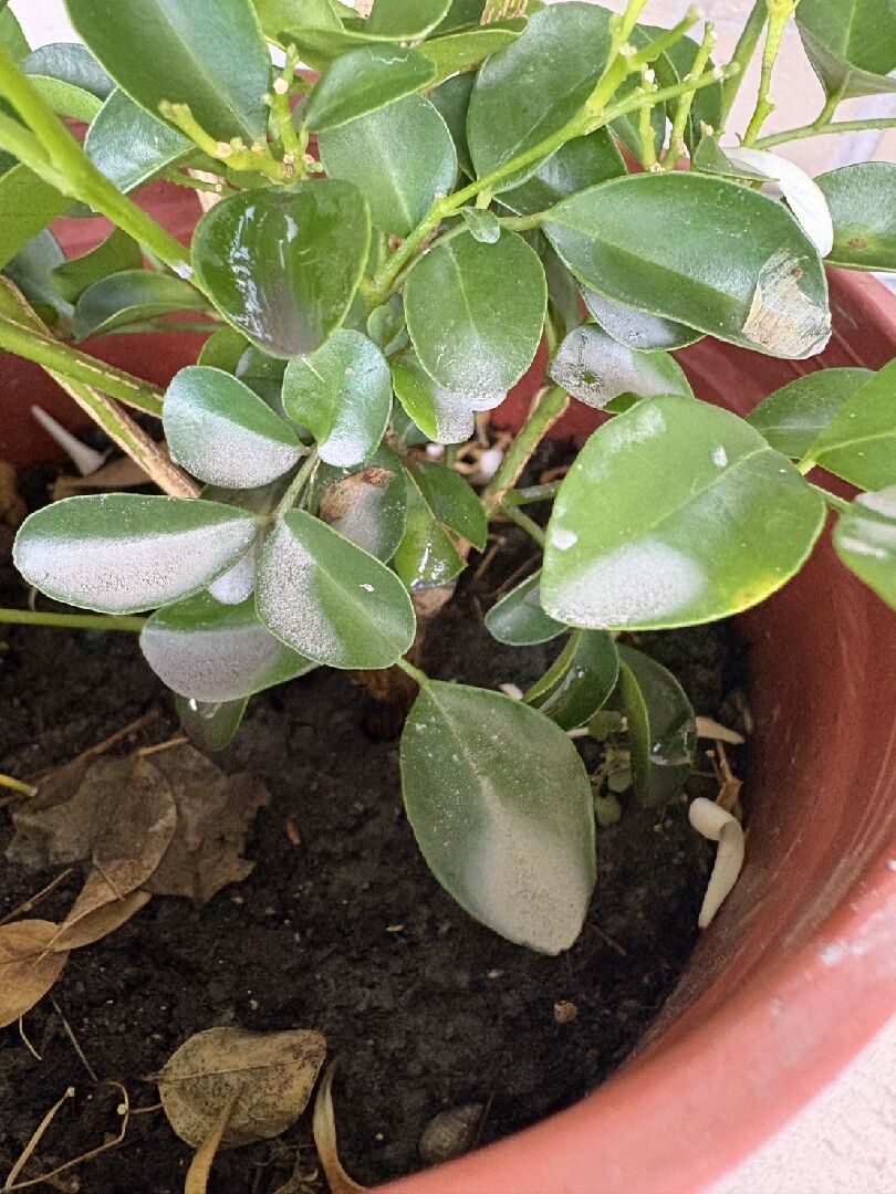 七里香照顧