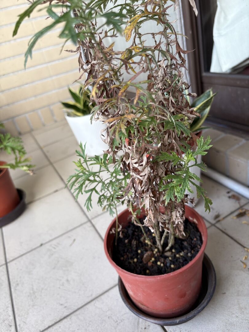艾草枯萎