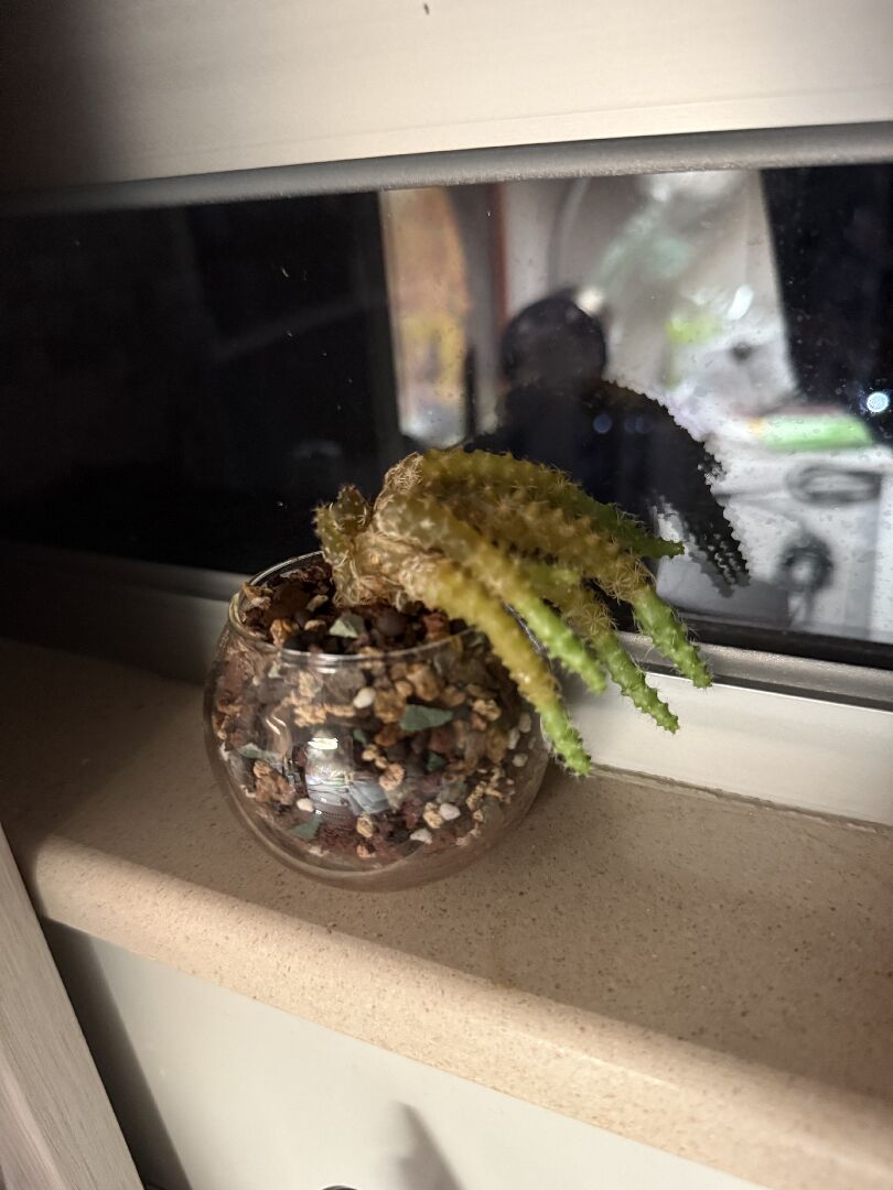 仙人掌倒下來，底部發黃