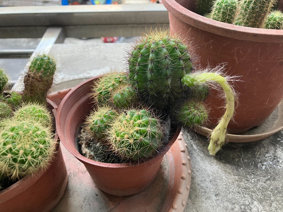 仙人掌開花後的花苞該如何處裡？