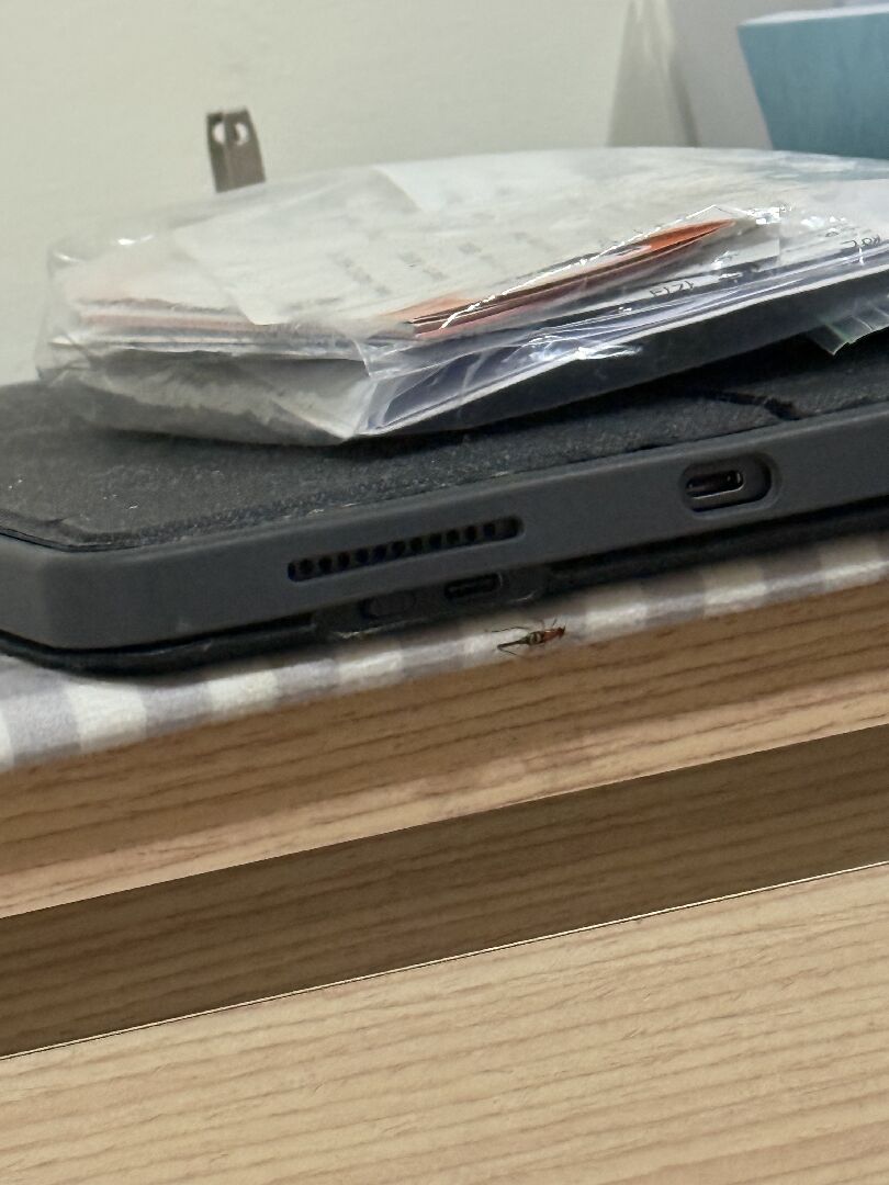 想請問這是隱翅蟲嗎