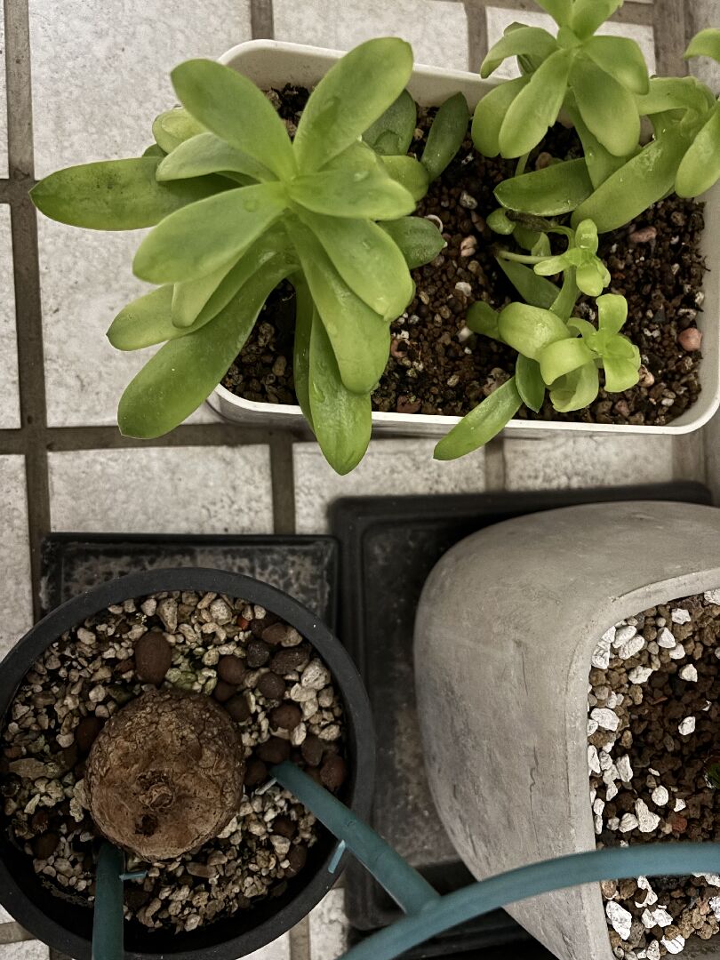 植物有枯黃與掉葉子