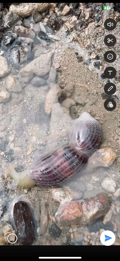 是否是有毒類海洋生物種類