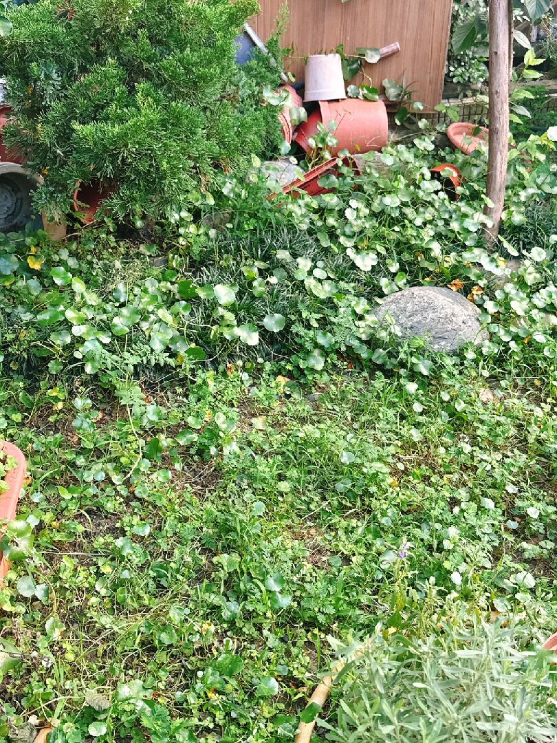 請問院子雜草之處理
