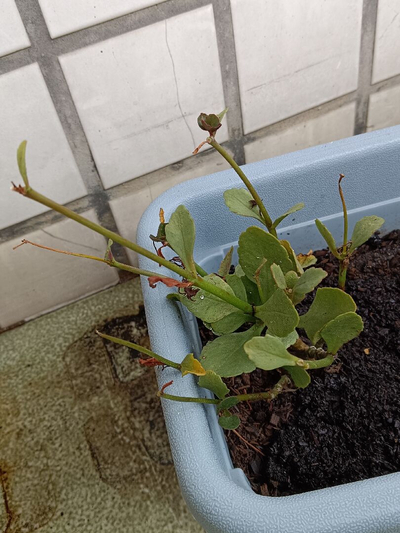 請問這是什麼植物