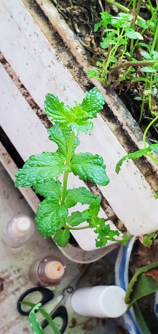 我的薄荷新枝長成了輪生三葉