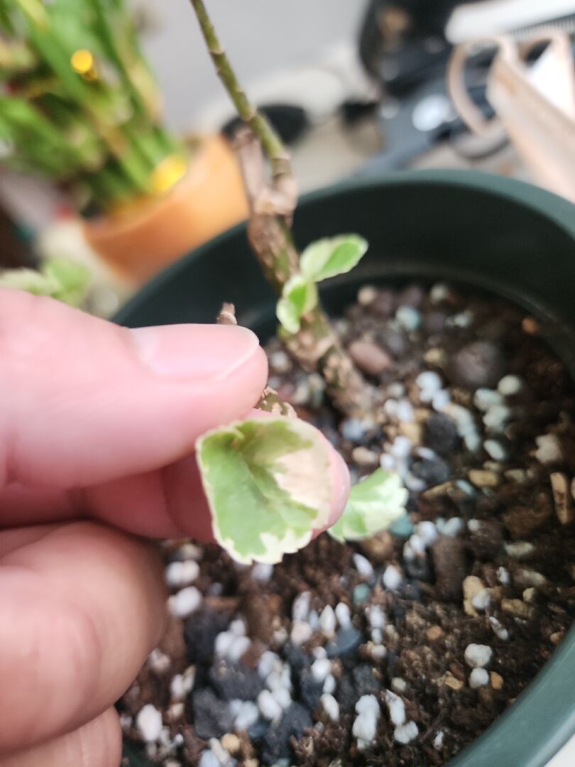 白班福綠桐 移盆後怪怪的整個垂下來 但跟他一起的另外三株都正