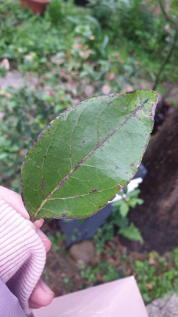 樟樹生了什麼病，可以怎麼救