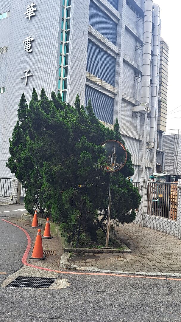 評估龍柏歪斜是否需扶正嗎？
